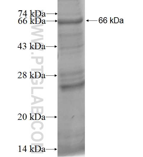 MFAP3 fusion protein Ag2423 SDS-PAGE