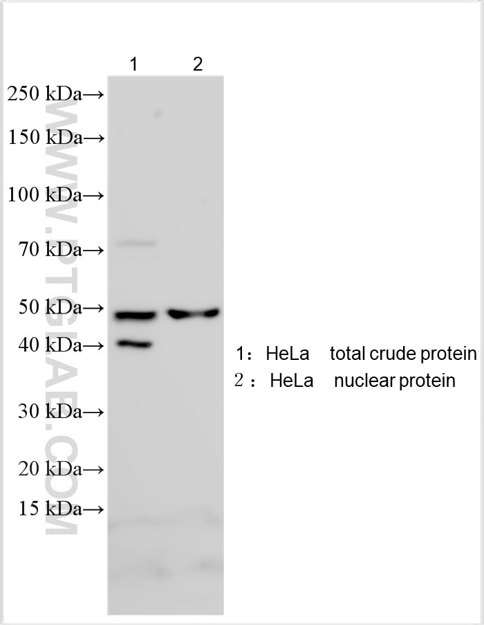 Various lysates were subjected to SDS PAGE followed by western blot with 33188-1-AP (MFAP3L antibody) at dilution of 1:1500 incubated at room temperature for 1.5 hours. Western Blot (WB) analysis of various lysates using MFAP3L Polyclonal antibody (33188-1-AP)