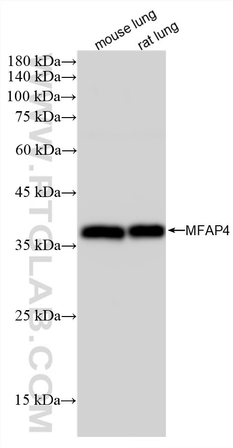 WB analysis using 88535-1-RR (same clone as 88535-1-PBS) Western Blot (WB) analysis of various lysates using MFAP4 Recombinant monoclonal antibody (88535-1-RR)