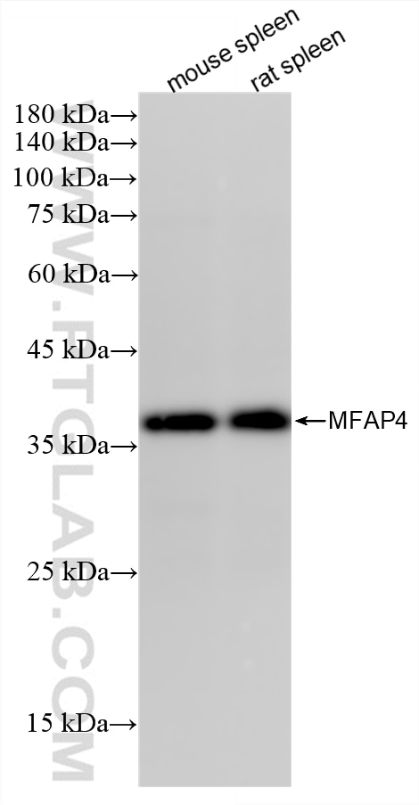 WB analysis using 88535-1-RR (same clone as 88535-1-PBS) Western Blot (WB) analysis of various lysates using MFAP4 Recombinant monoclonal antibody (88535-1-RR)