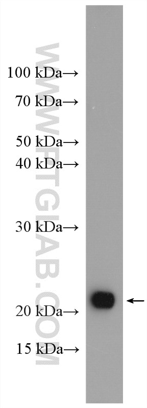 Western Blot (WB) analysis of HeLa cells using MFAP5 Polyclonal antibody (15727-1-AP)