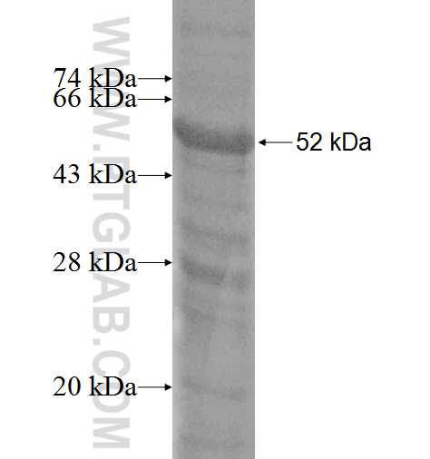 MFAP5 fusion protein Ag8467 SDS-PAGE