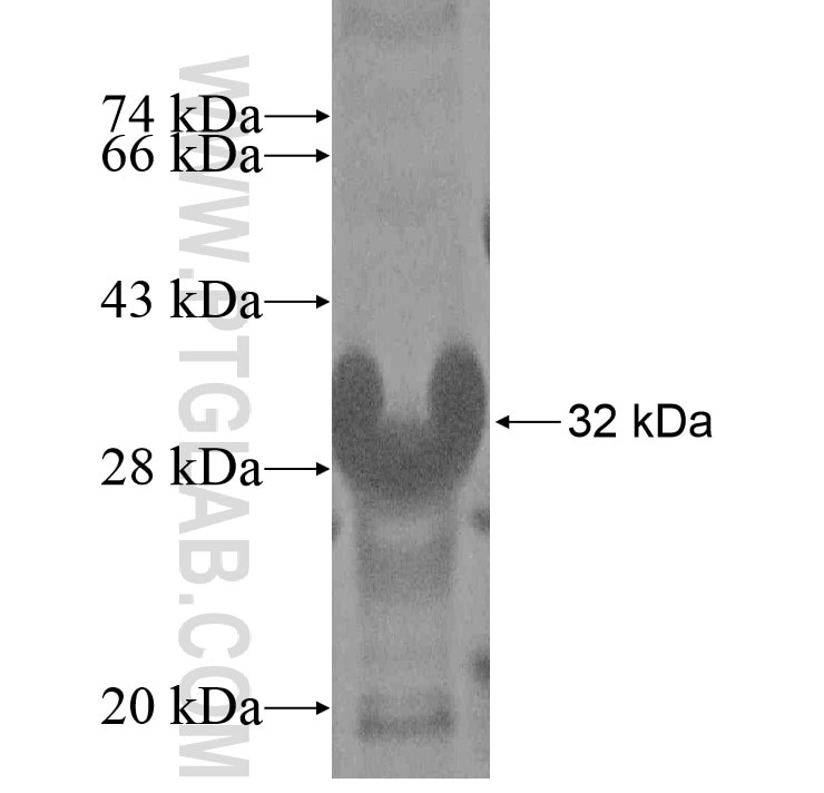 MFAP5 fusion protein Ag8612 SDS-PAGE