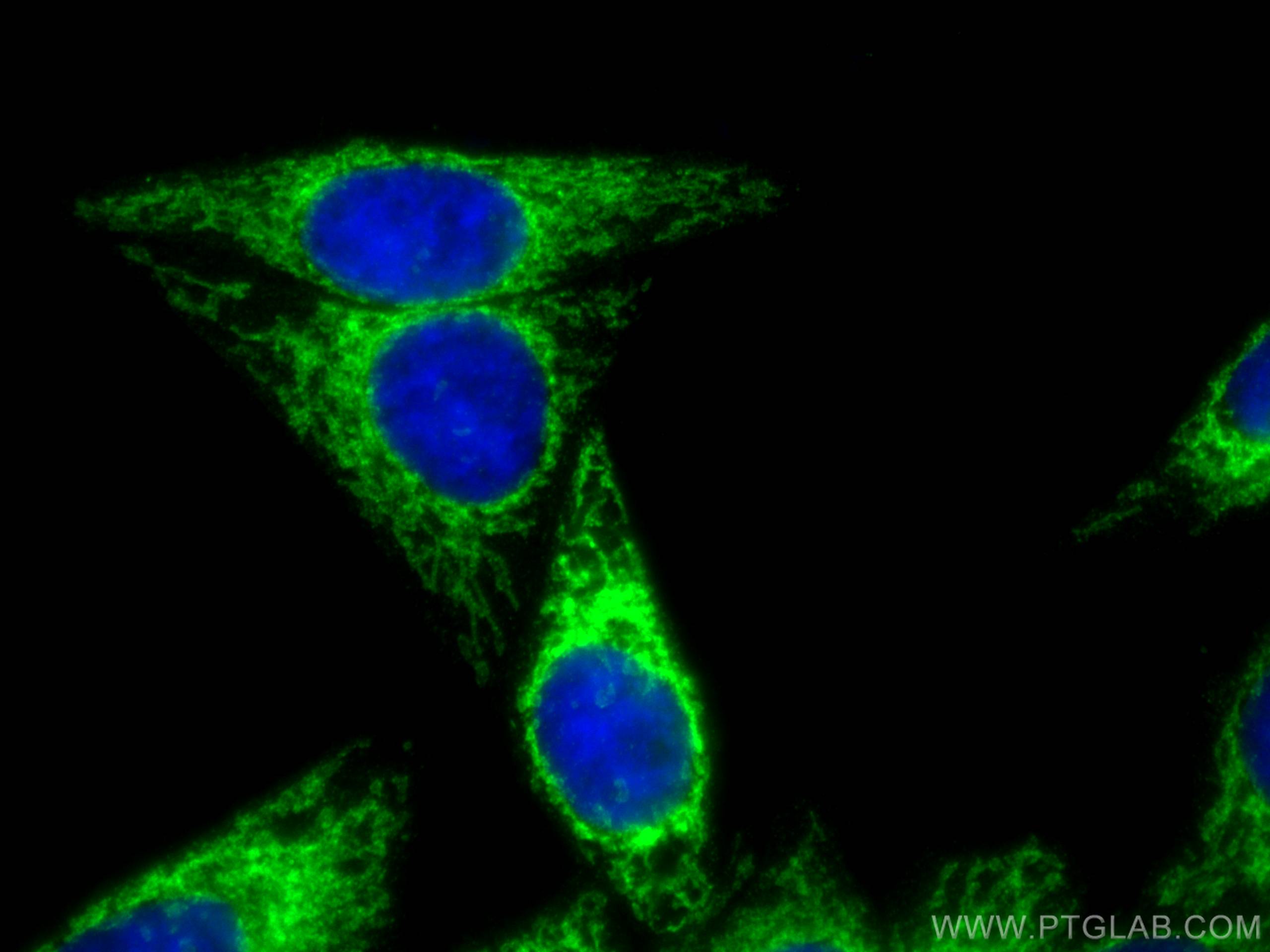Immunofluorescence (IF) / fluorescent staining of HepG2 cells using MFF Polyclonal antibody (17090-1-AP)