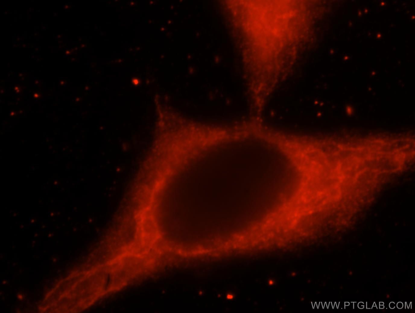 MFF Polyclonal antibody