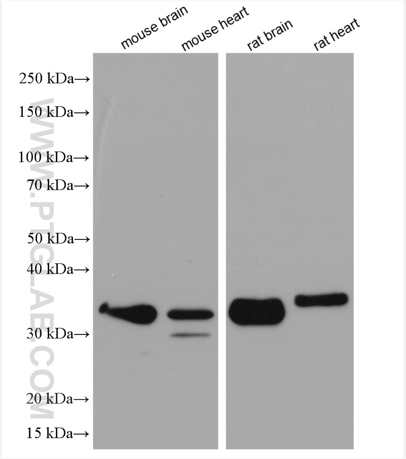 Western Blot (WB) analysis of various lysates using MFF Polyclonal antibody (17090-1-AP)
