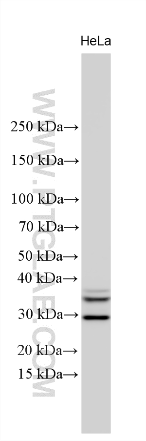 WB analysis using 17090-1-AP Western Blot (WB) analysis of various lysates using MFF Polyclonal antibody (17090-1-AP)