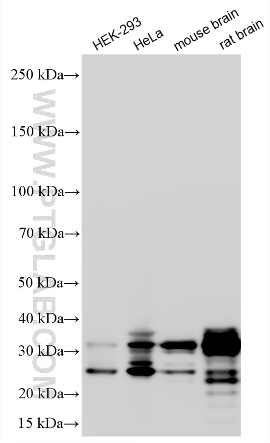 WB analysis using 17090-1-AP Western Blot (WB) analysis of various lysates using MFF Polyclonal antibody (17090-1-AP)