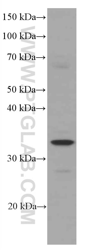 Western Blot (WB) analysis of L02 cells using MFF Monoclonal antibody (66527-1-Ig)