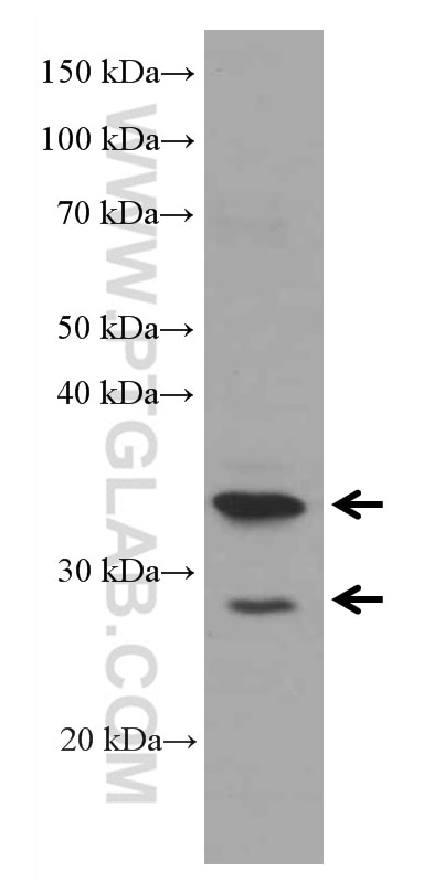 Western Blot (WB) analysis of HepG2 cells using MFF Monoclonal antibody (66527-1-Ig)