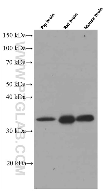 Western Blot (WB) analysis of pig brain tissue using MFF Monoclonal antibody (66527-1-Ig)
