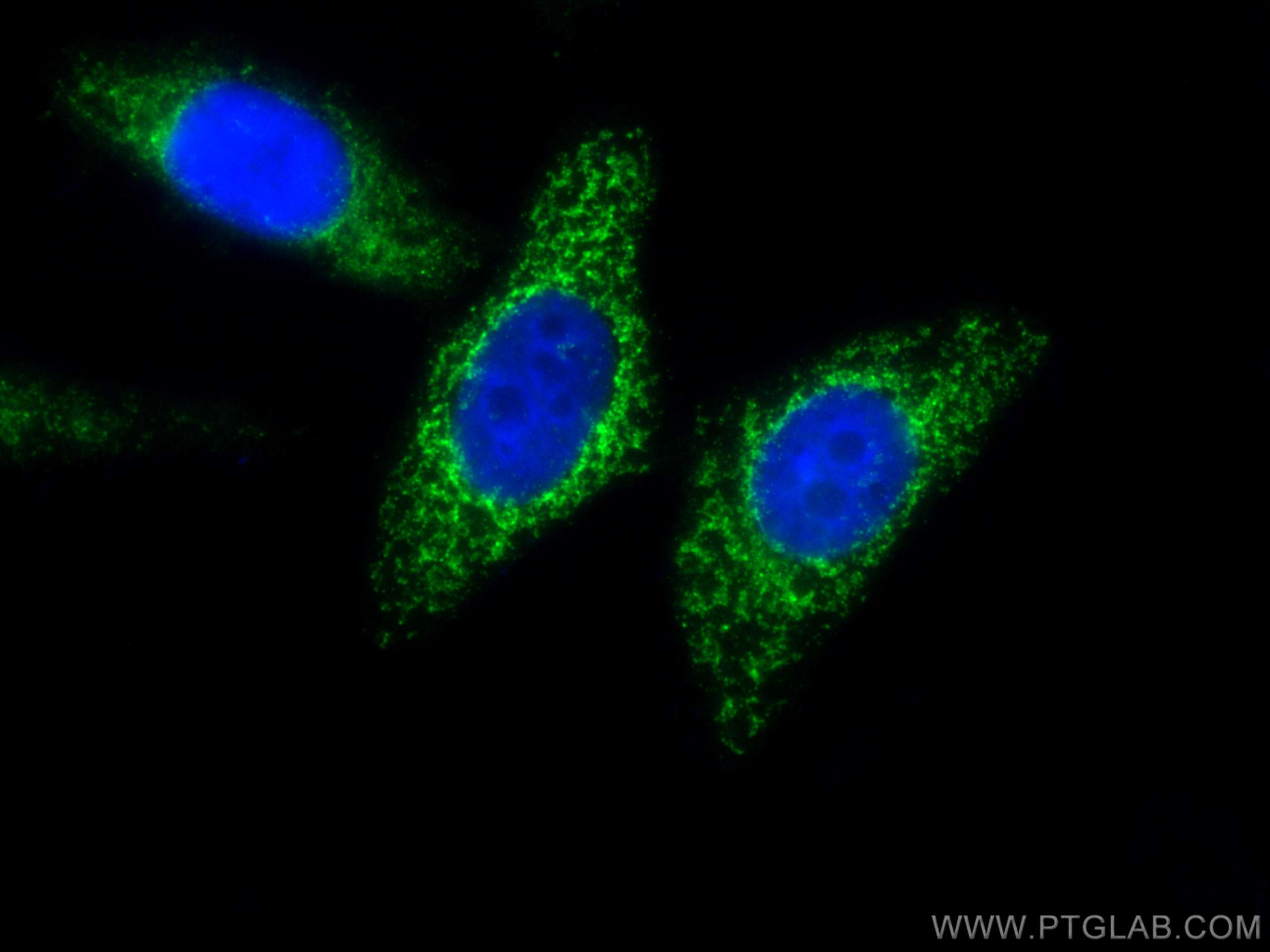 Immunofluorescence (IF) / fluorescent staining of HepG2 cells using CoraLite® Plus 488-conjugated MFF Polyclonal antib (CL488-17090)