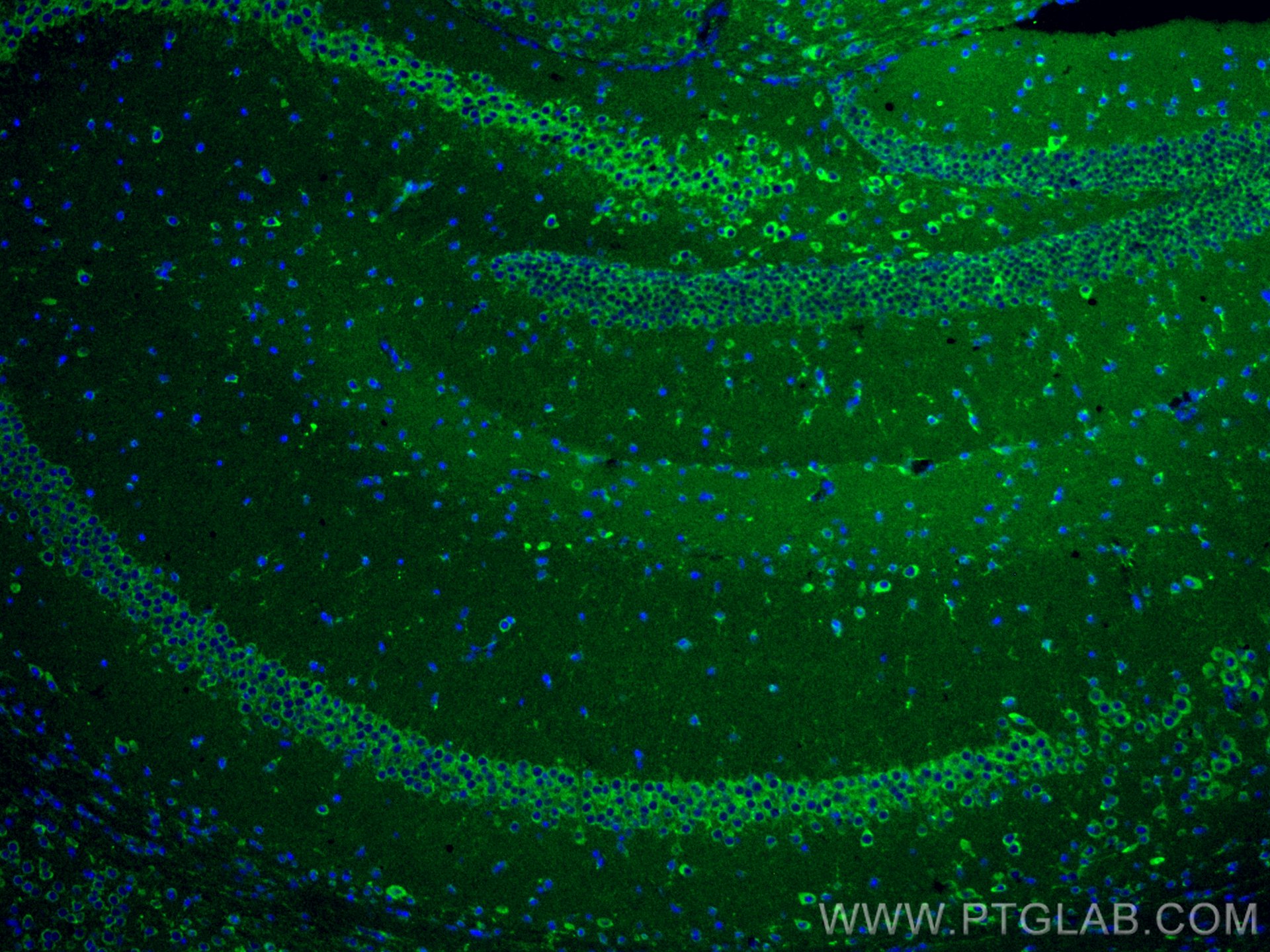 Immunofluorescence (IF) / fluorescent staining of mouse brain tissue using CoraLite® Plus 488-conjugated MFF Monoclonal antib (CL488-66527)