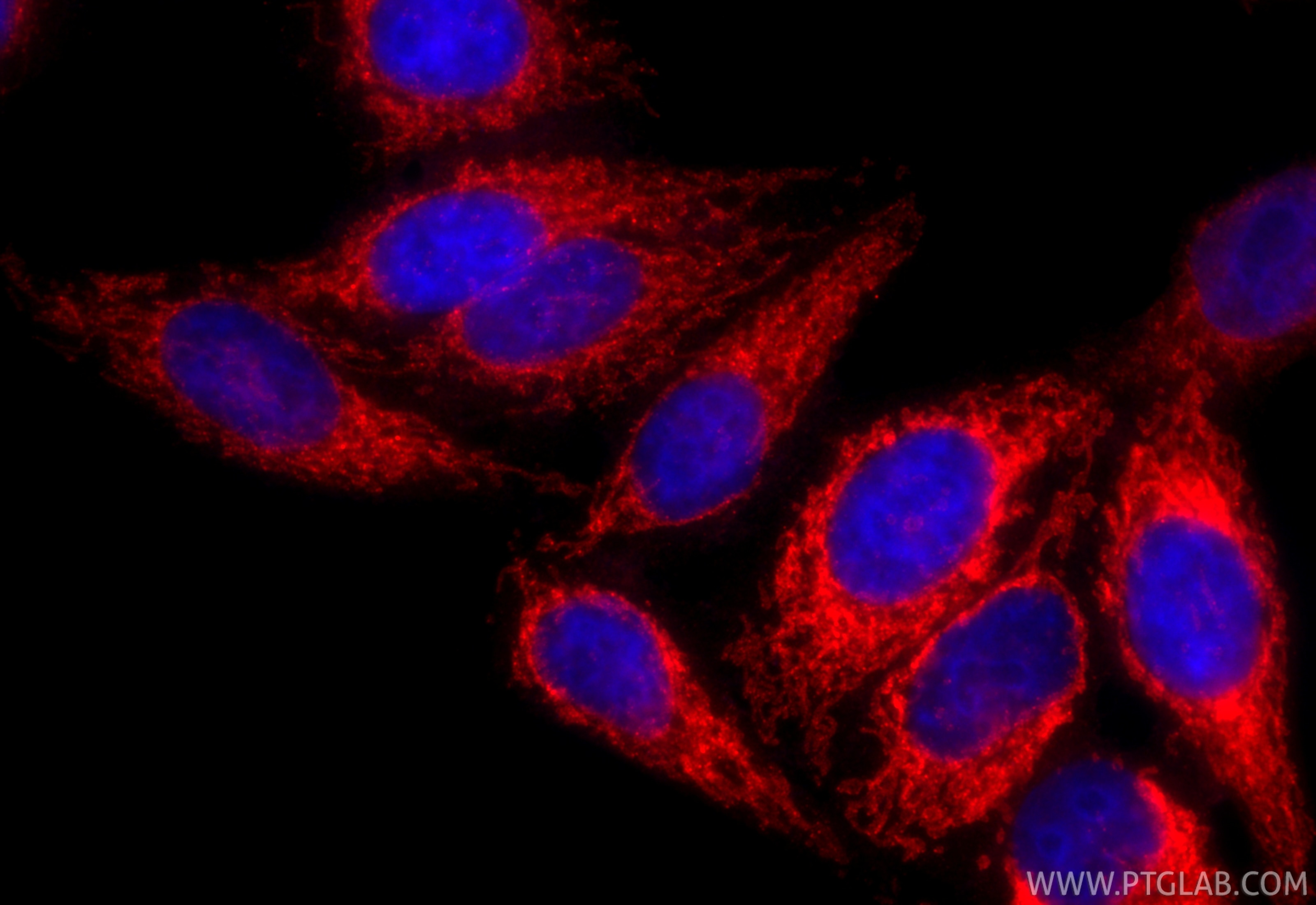 Immunofluorescent analysis of (4% PFA) fixed HepG2 cells using CoraLite®594 MFF antibody (CL594-17090) at dilution of 1:200. Immunofluorescence (IF) / fluorescent staining of HepG2 cells using CoraLite®594-conjugated MFF Polyclonal antibody (CL594-17090)