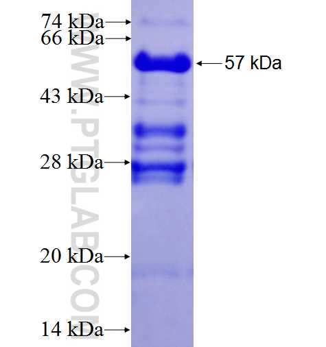 MFF fusion protein Ag9990 SDS-PAGE