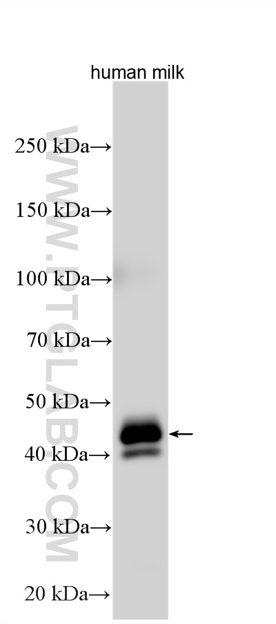 WB analysis using 25951-1-AP Western Blot (WB) analysis of various lysates using MFG-E8 Polyclonal antibody (25951-1-AP)