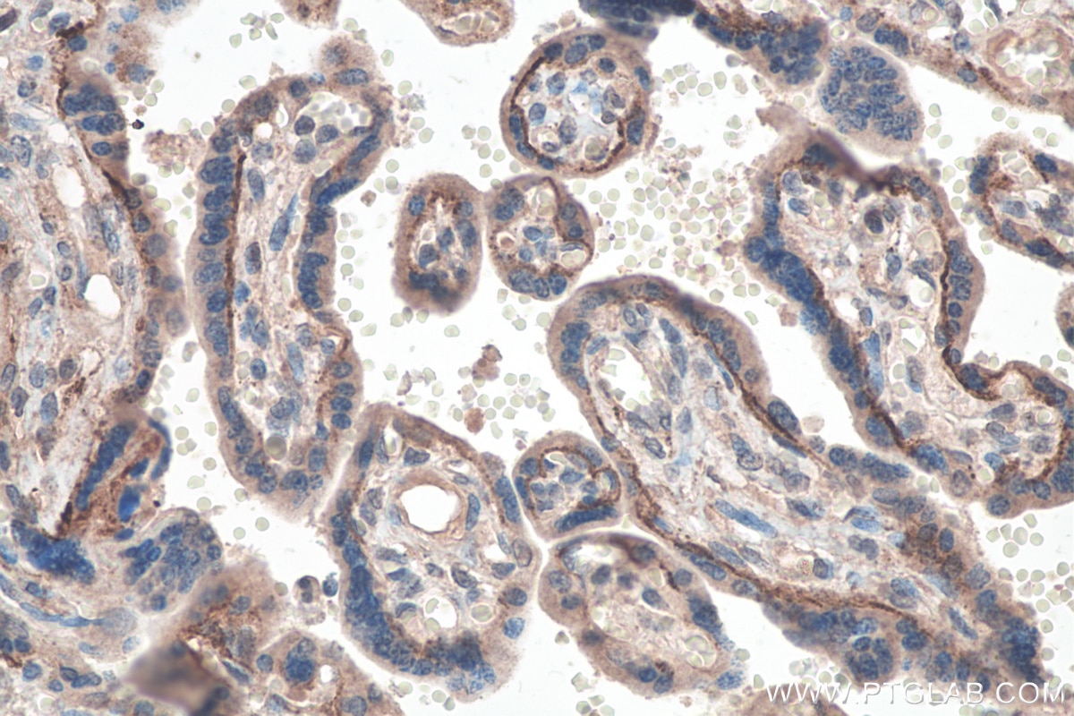 Immunohistochemistry (IHC) staining of human placenta tissue using MFG-E8 Monoclonal antibody (67797-1-Ig)