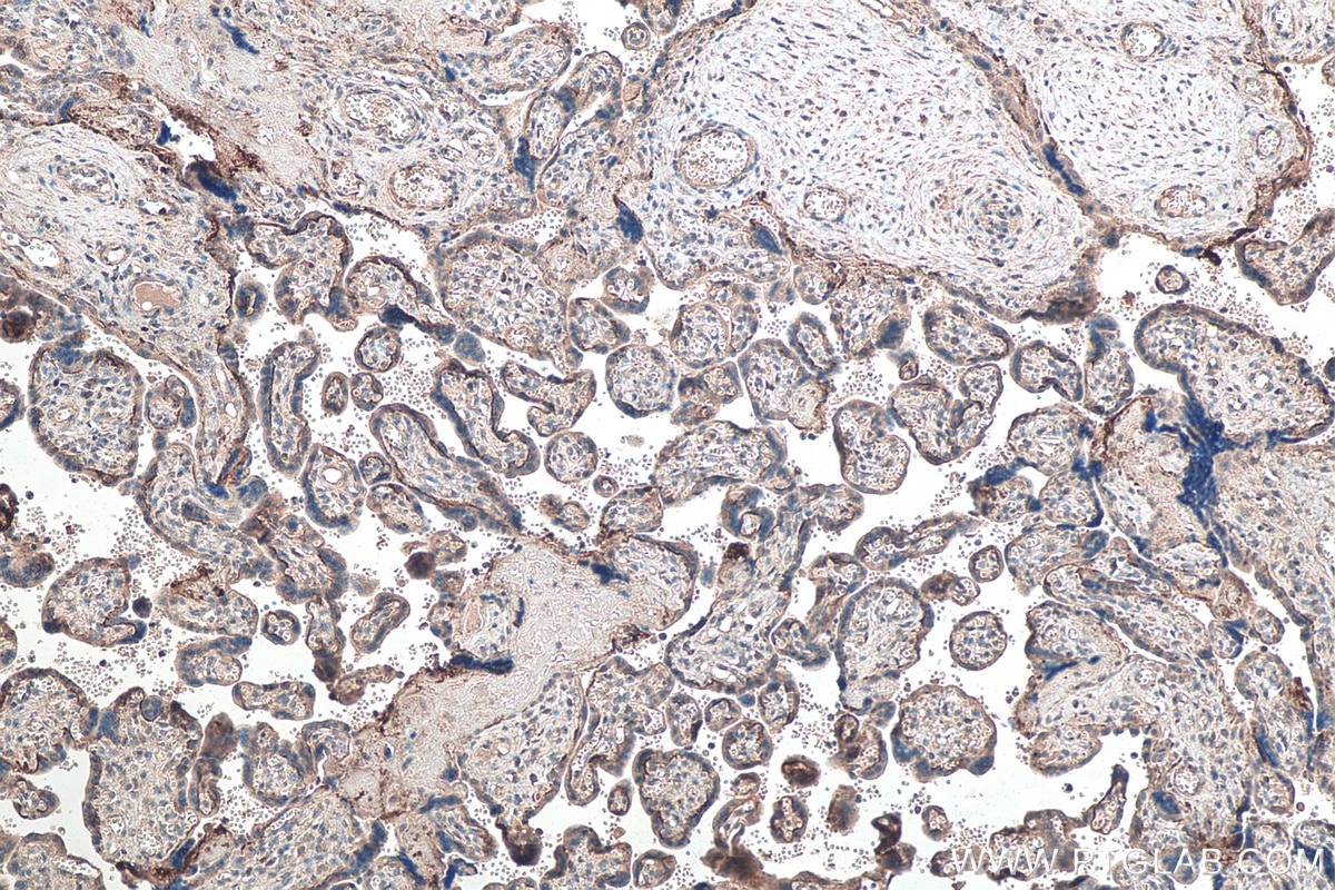 Immunohistochemistry (IHC) staining of human placenta tissue using MFG-E8 Monoclonal antibody (67797-1-Ig)