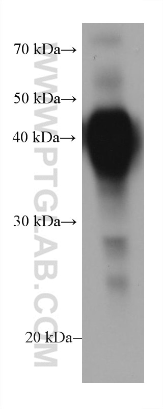 Western Blot (WB) analysis of human milk using MFG-E8 Monoclonal antibody (67797-1-Ig)