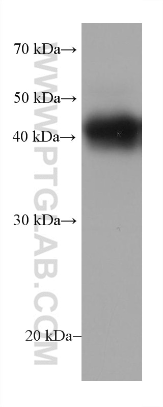 Western Blot (WB) analysis of human placenta tissue using MFG-E8 Monoclonal antibody (67797-1-Ig)