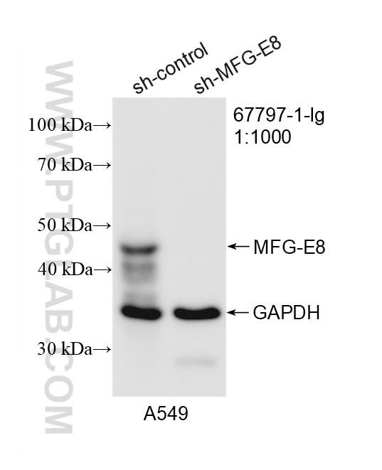 Western Blot (WB) analysis of A549 cells using MFG-E8 Monoclonal antibody (67797-1-Ig)