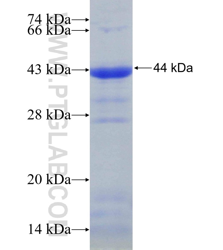 MFGE8 fusion protein Ag30666 SDS-PAGE