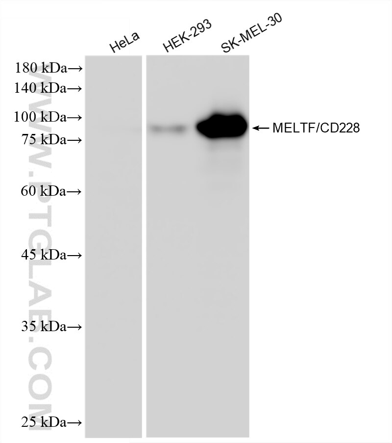 WB analysis using 88127-1-RR (same clone as 88127-1-PBS) Western Blot (WB) analysis of various lysates using MFI2 Recombinant monoclonal antibody (88127-1-RR)