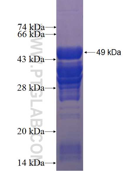 MFI2 fusion protein Ag0700 SDS-PAGE