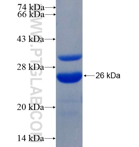 MFI2 fusion protein Ag4399 SDS-PAGE