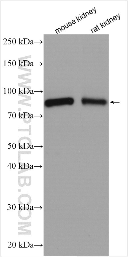 Western Blot (WB) analysis of various lysates using MFN1 Polyclonal antibody (13798-1-AP)