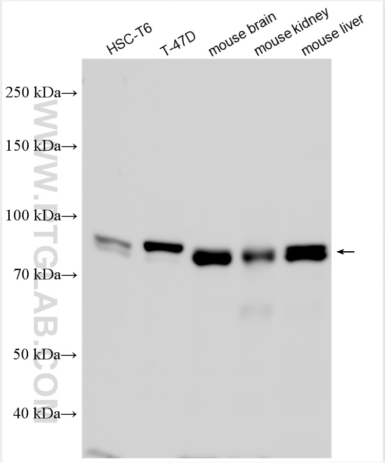 Western Blot (WB) analysis of various lysates using MFN1 Polyclonal antibody (13798-1-AP)