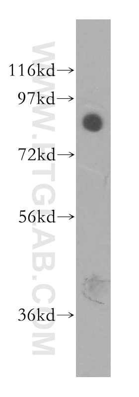 MFN1 Polyclonal antibody