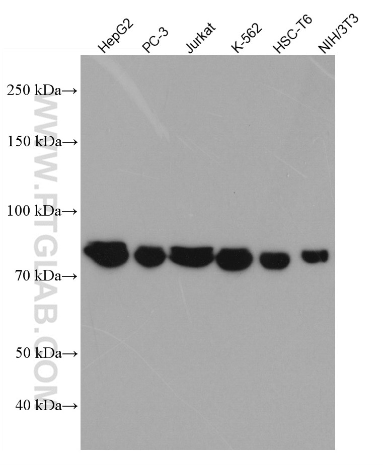 Western Blot (WB) analysis of various lysates using MFN1 Monoclonal antibody (66776-1-Ig)