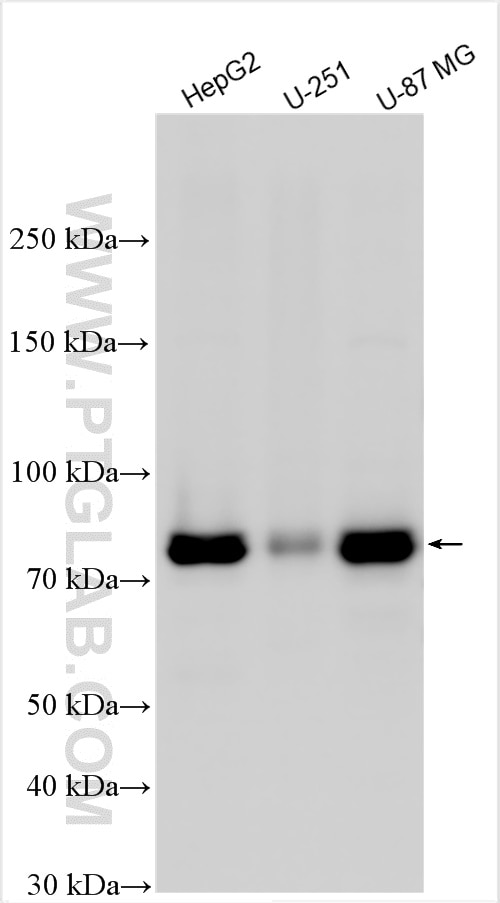 Western Blot (WB) analysis of various lysates using MFN1 Monoclonal antibody (66776-1-Ig)