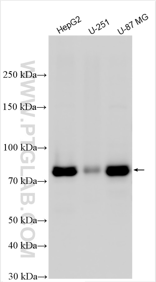 WB analysis using 66776-1-Ig