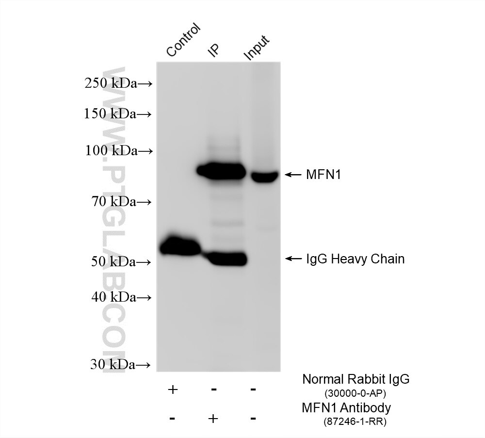 Immunoprecipitation (IP) experiment of T-47D cells using MFN1 Recombinant monoclonal antibody (87246-1-RR)