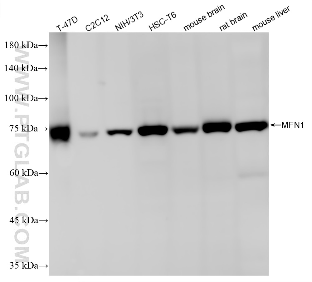 Western Blot (WB) analysis of various lysates using MFN1 Recombinant monoclonal antibody (87246-1-RR)
