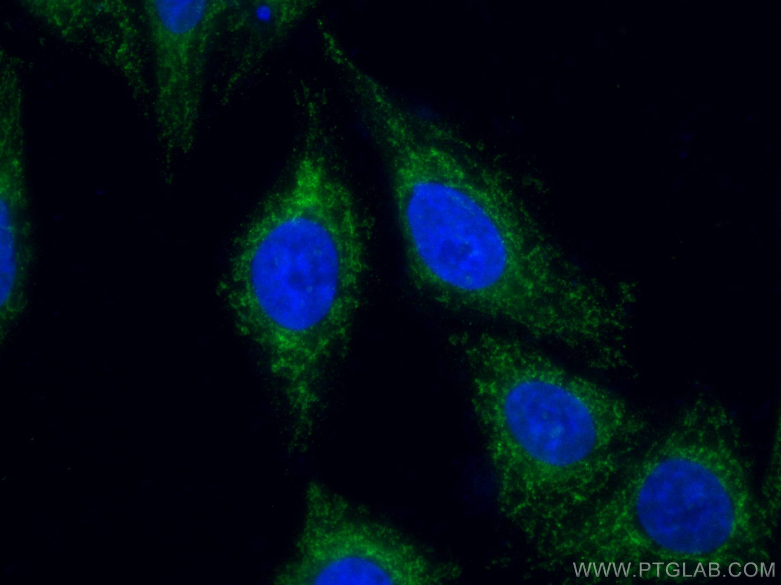 Immunofluorescence (IF) / fluorescent staining of HepG2 cells using CoraLite® Plus 488-conjugated MFN1 Monoclonal anti (CL488-66776)