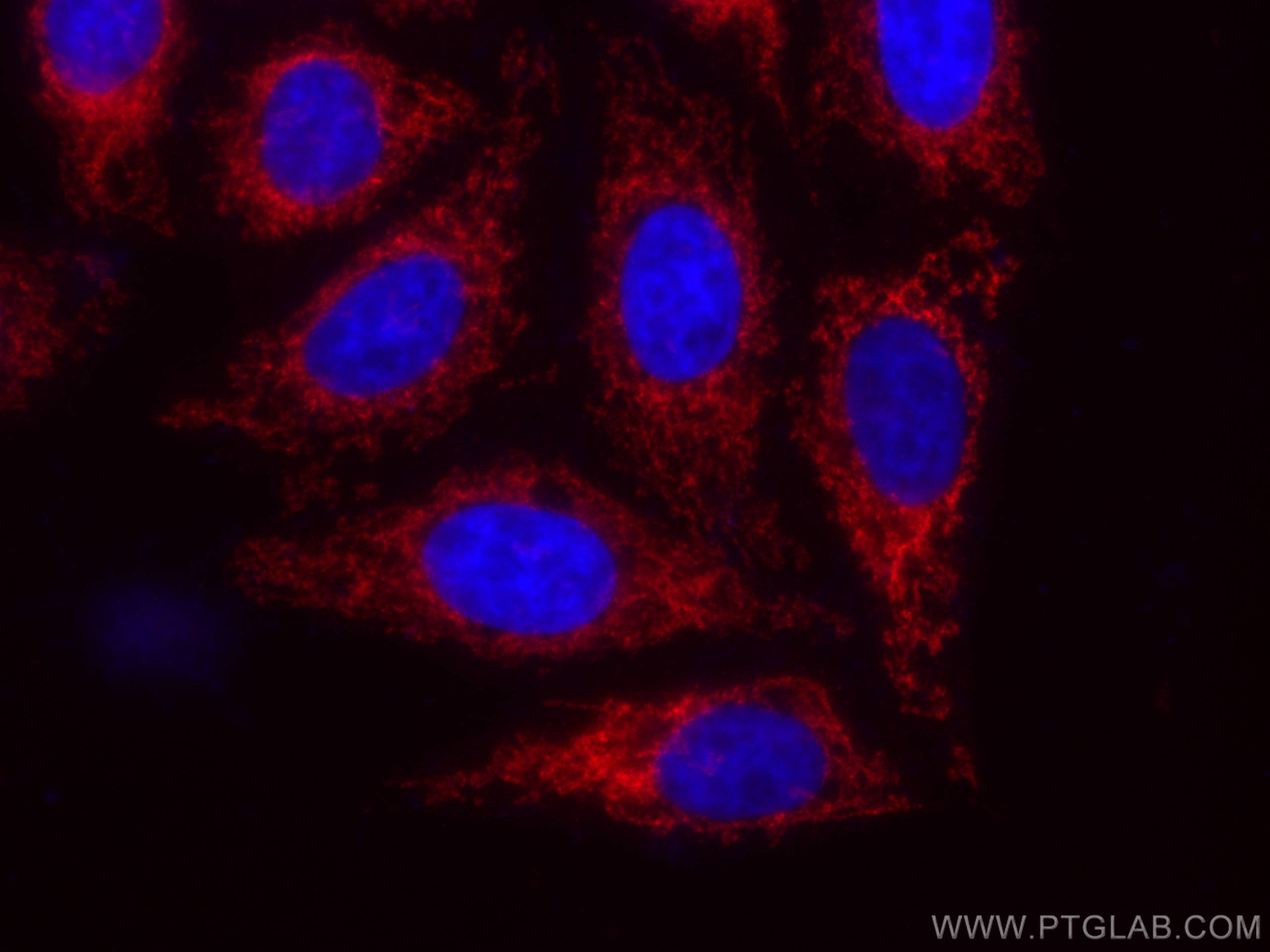 Immunofluorescence (IF) / fluorescent staining of HepG2 cells using CoraLite®594-conjugated MFN1 Monoclonal antibody (CL594-66776)