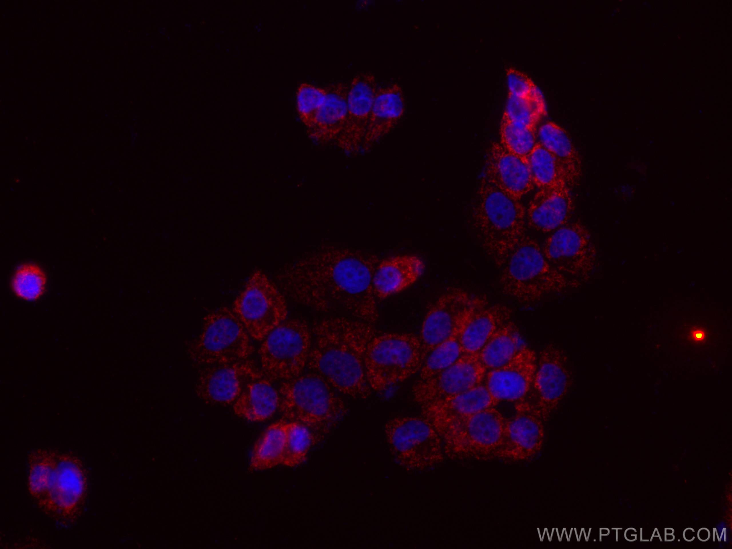 Immunofluorescence (IF) / fluorescent staining of T-47D cells using CoraLite®594-conjugated MFN1 Monoclonal antibody (CL594-66776)