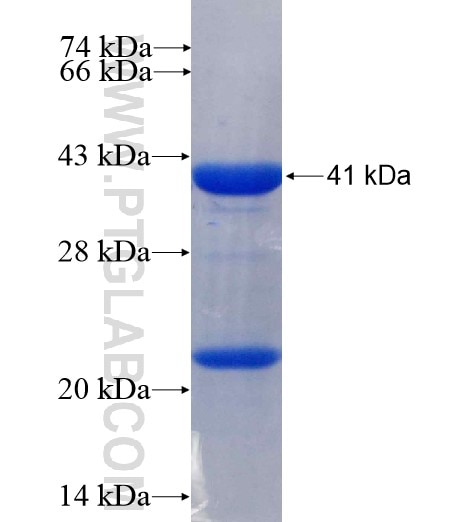 MFN1 fusion protein Ag4890 SDS-PAGE