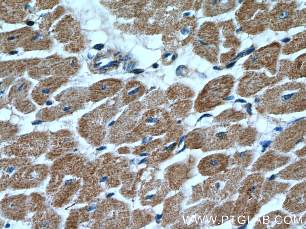 MFN2 Polyclonal antibody