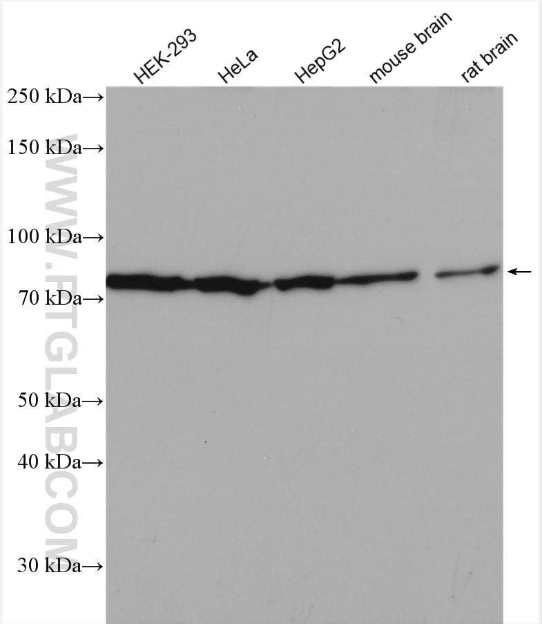 Western Blot (WB) analysis of various lysates using MFN2 Polyclonal antibody (28341-1-AP)