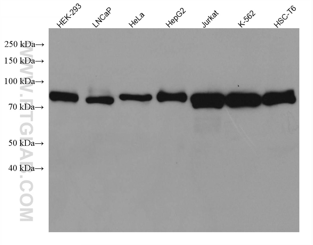 Western Blot (WB) analysis of various lysates using MFN2 Monoclonal antibody (67487-1-Ig)