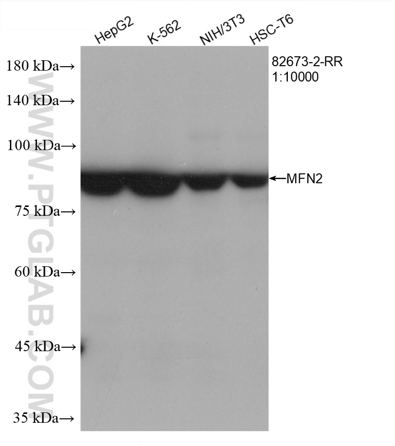 Western Blot (WB) analysis of various lysates using MFN2 Recombinant antibody (82673-2-RR)