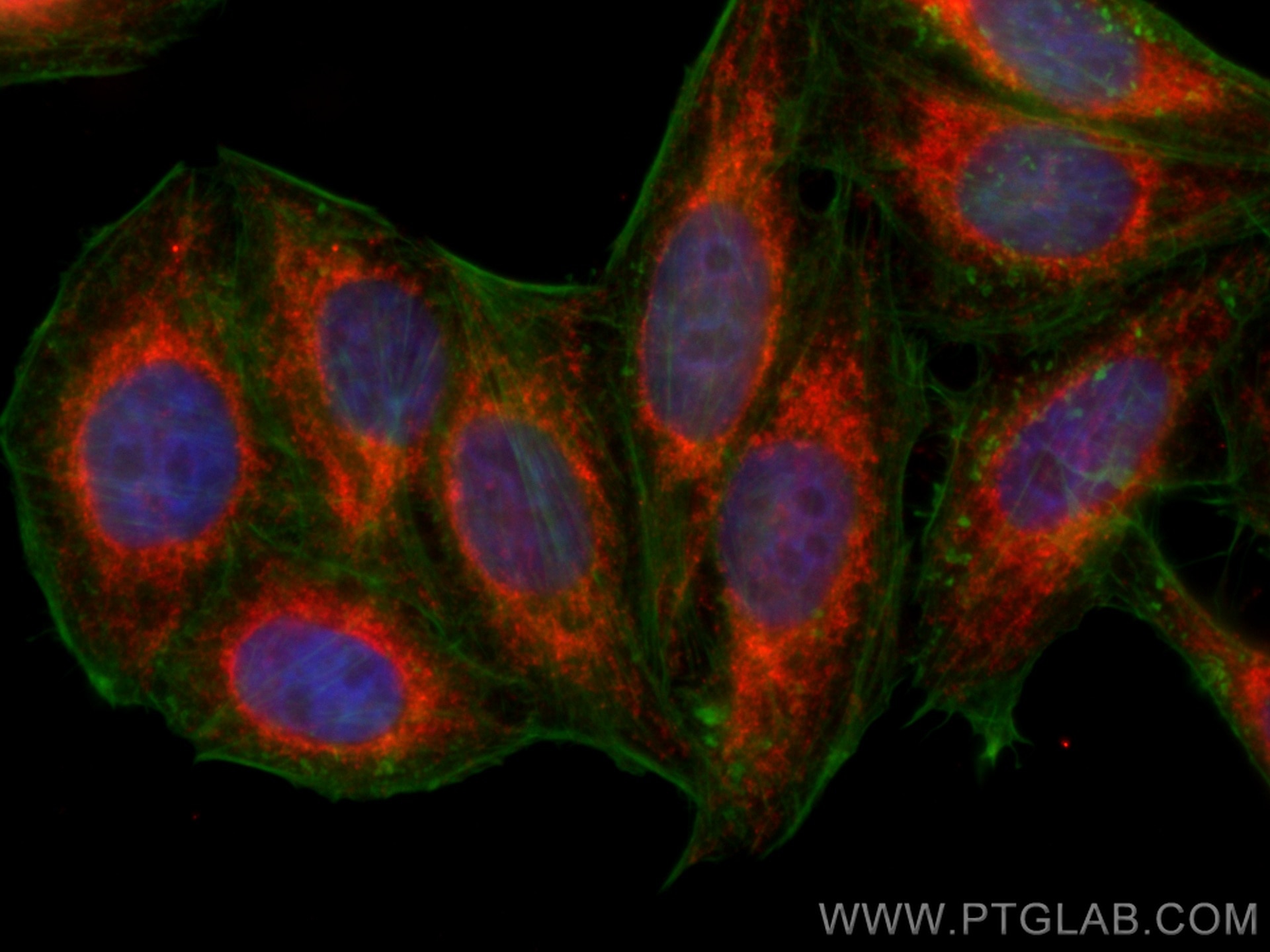 Immunofluorescence (IF) / fluorescent staining of HepG2 cells using CoraLite®594-conjugated MFN2 Monoclonal antibody (CL594-67487)