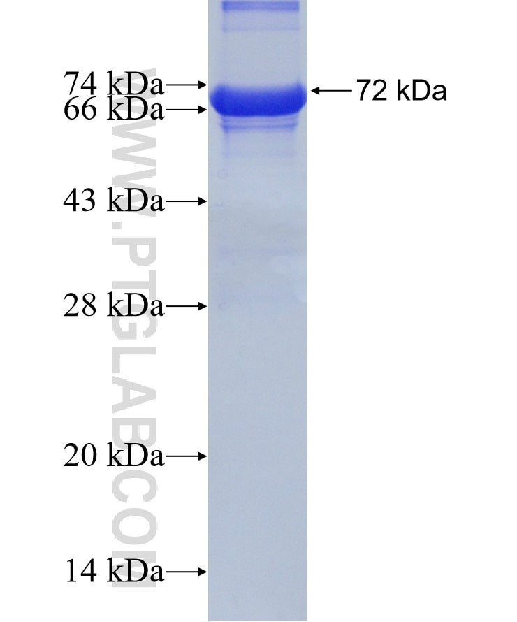 MFN2 fusion protein Ag25995 SDS-PAGE