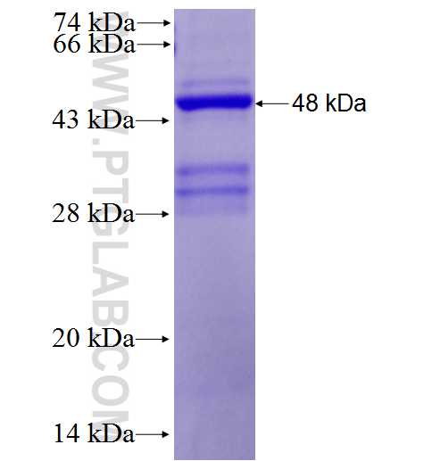 MFN2 fusion protein Ag28128 SDS-PAGE