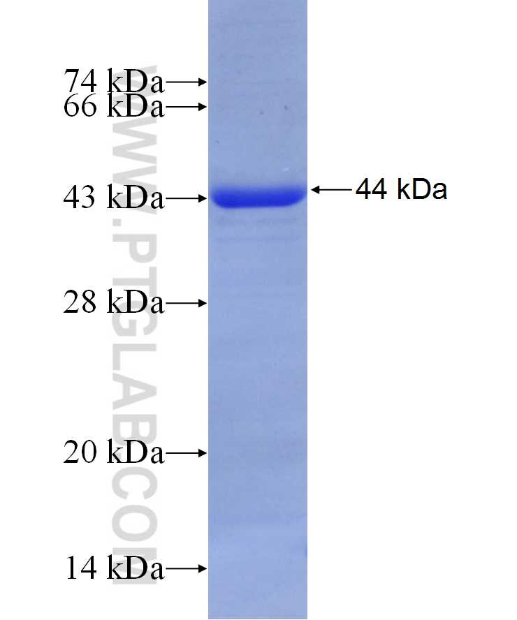 MFN2 fusion protein Ag29873 SDS-PAGE
