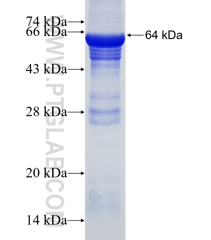 MFN2 fusion protein Ag2845 SDS-PAGE
